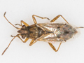 Nysius graminicola
